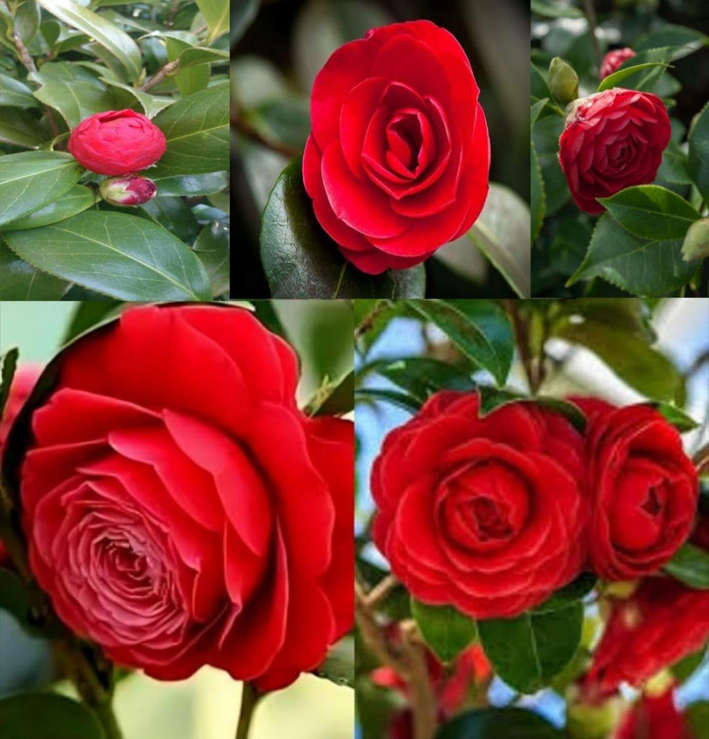 Red Camellia Japonica Live Plant