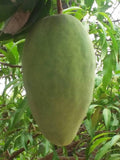 Noorjahan Mango Grafted Live Plant
