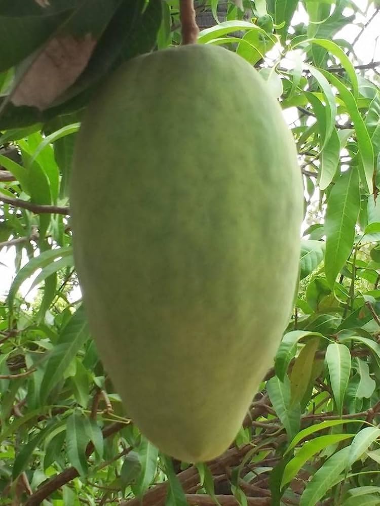 Noorjahan Mango Grafted Live Plant