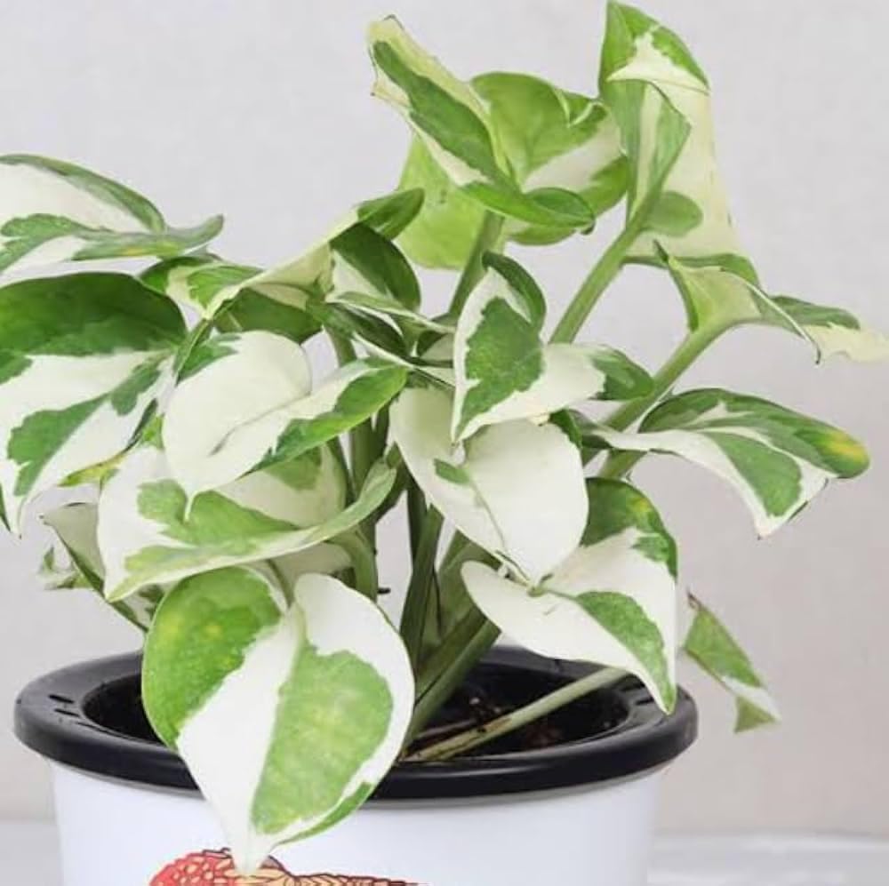 PlantEotic Variegated Money Indoor Live Plant , Air Purifier Money Plants Best for Living Room, Home, Office, Table & Kitchen