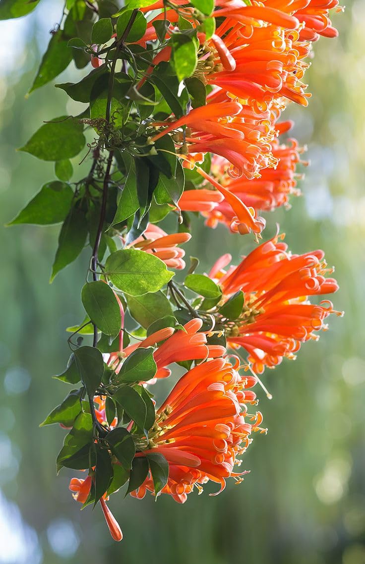 Flaming Trumpet Vine (Orange Bignonia Venusta healthy Live Plant)