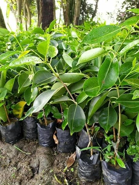 Jamun (Wax Apple Hybrid) Plant/Black Jamun Plant