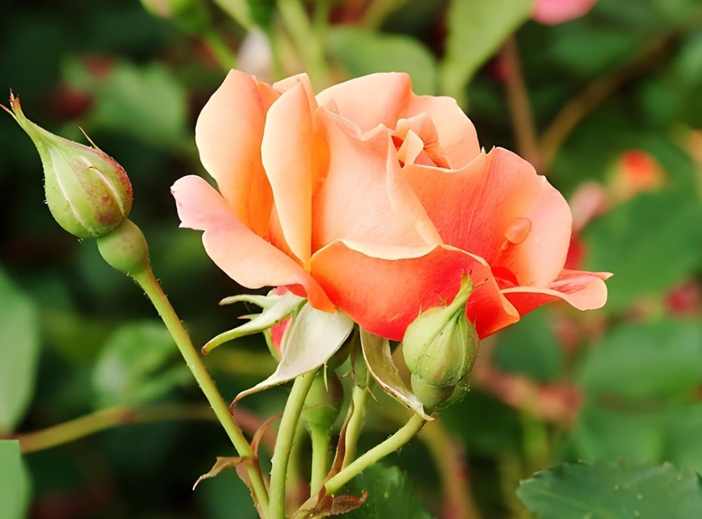 Peach Climbing Rose Plant (Chadiya Gulab)