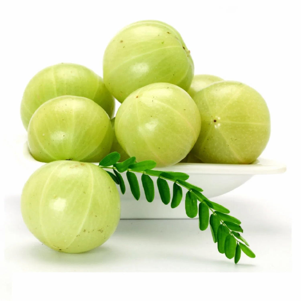 Amla (Gooseberry) Hybrid Clone Live Plant | Early Fruiting Amalaki Tree