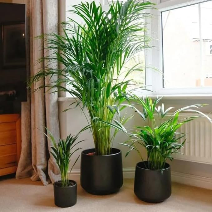 Areca Palm + Rubber Plant Combo (Pack of 2)