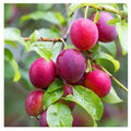 Plum (Aloo Bukhara) Live Plant
