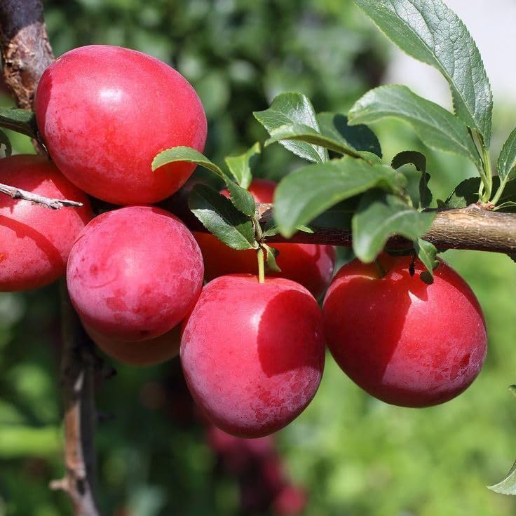 Plum (Aloo Bukhara) Live Plant