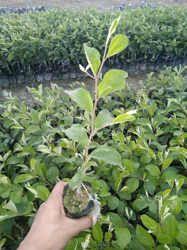 Green Baromasi Apple Ber (Dunks Kul) Grafted Plant