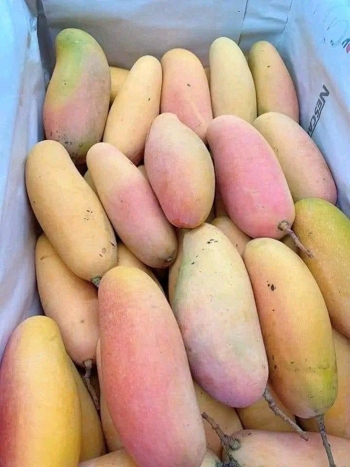 Thai Red Banana Mango Grafted Live Plant
