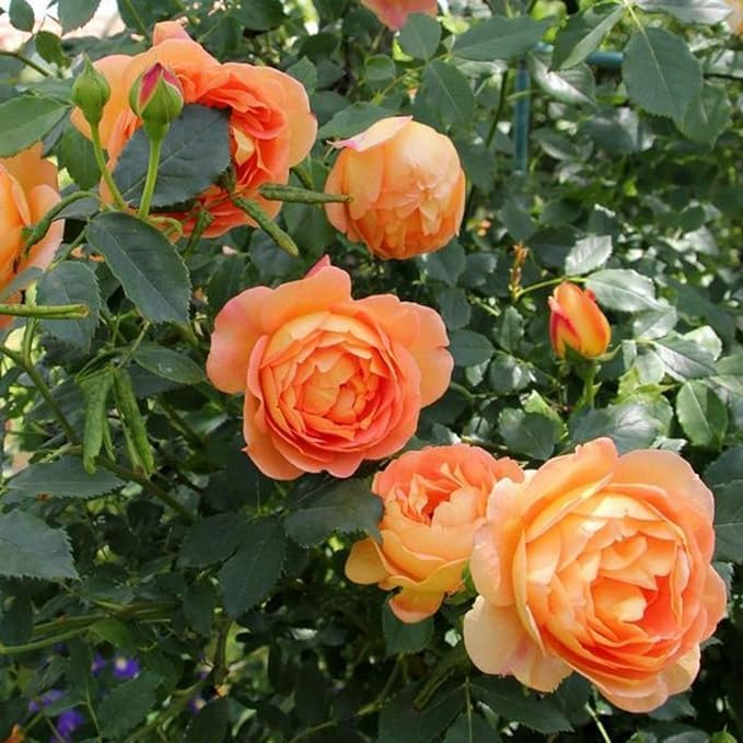 Climbing Rose Orange Live Plant