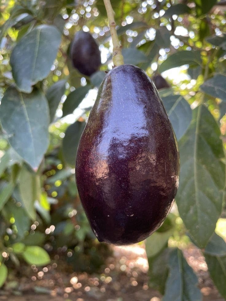 Black Hass Avocado Grafted Plant