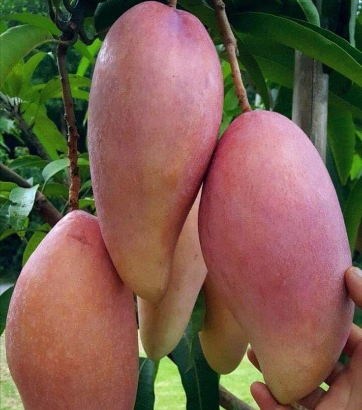 Thai Red Banana Mango Grafted Live Plant