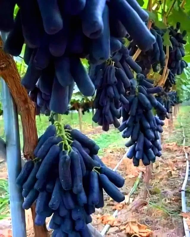 Black Sharad Seedless Grape Plant