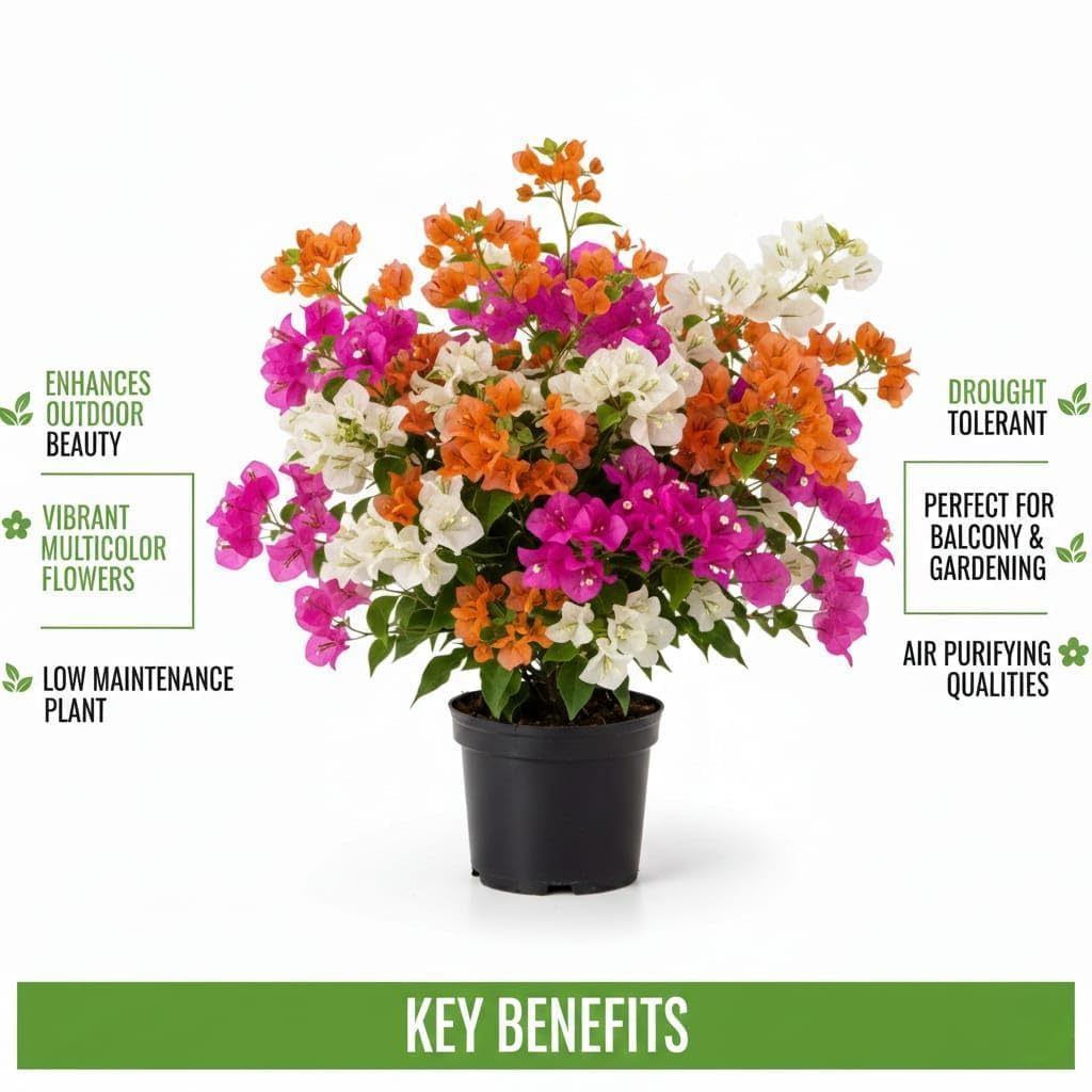 Dwarf Hybrid Multicolour Bougainvillea Live  Plant (3-6 Colour Grafted)
