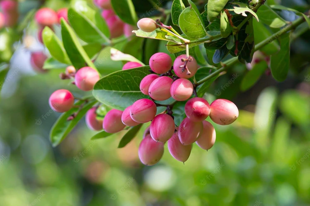 Thai Sweet Karonda Seedless Live Plant | Early Fruiting Carissa Carandas | Rare Exotic Fruit Plant for Home Garden