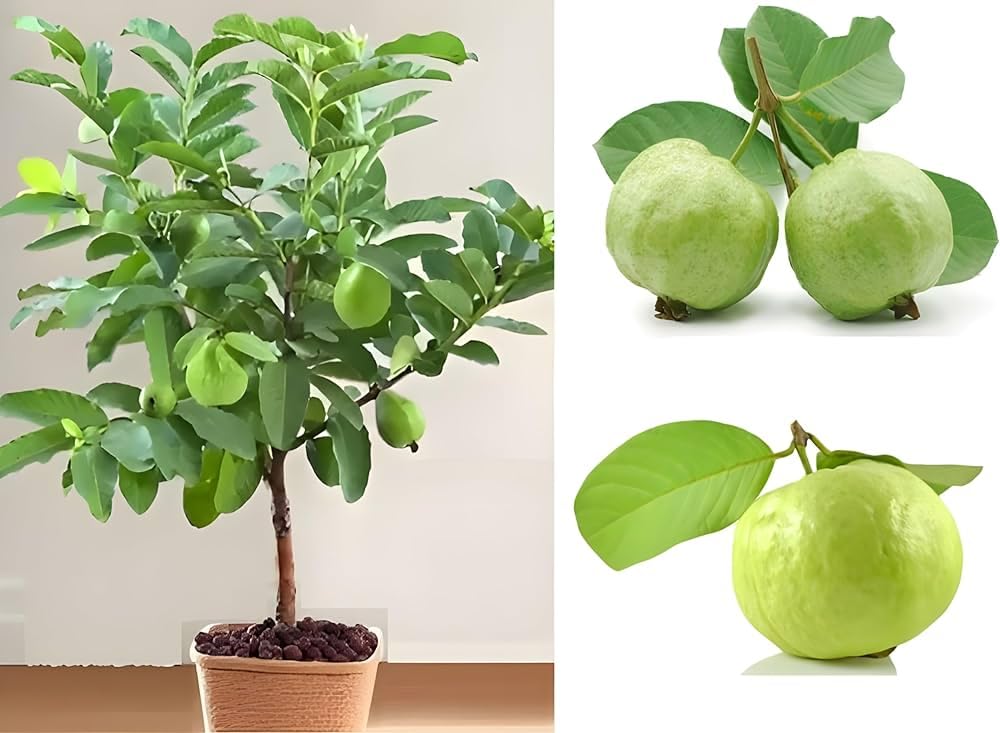 Banarasi Guava Grafted Plant | Premium Live Amrud Fruit Plant for Home Garden & Terrace Gardening | Fast Growing High Yield Guava Plant