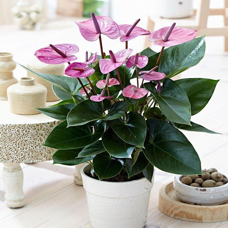 PlantExotic Anthurium Live Plant, Multicolur Flowering Indoor Plant, Baby Plant with Blooms in 2-3 month  with pot, | Indoor Plants For Home | Office Desk | Live Plants Indoor | Air Purifying Plant |