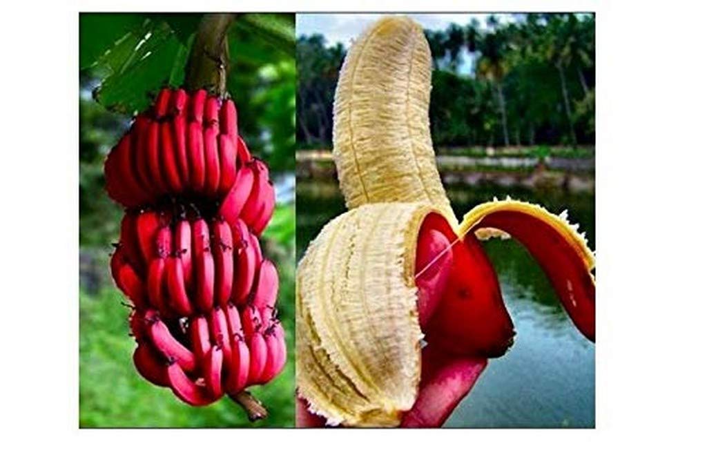Kerala Red Banana Plant