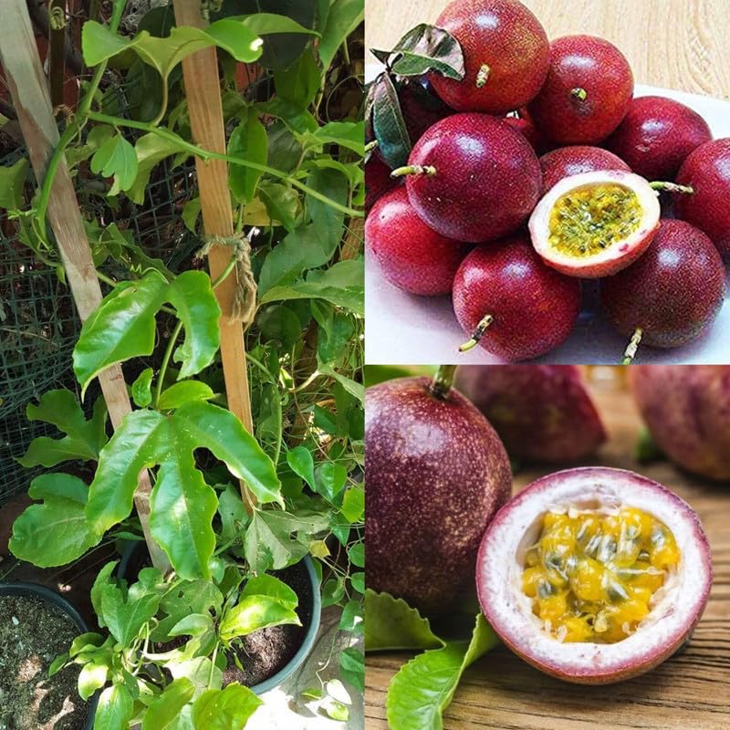 Purple Passion Fruit Vine