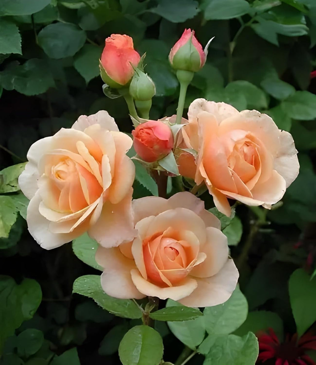 Peach Climbing Rose Plant (Chadiya Gulab)