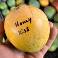 Honey Kiss Mango (Thailand) Grafted
