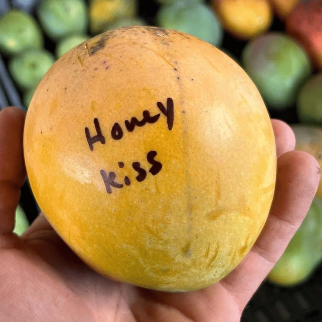 Honey Kiss Mango (Thailand) Grafted