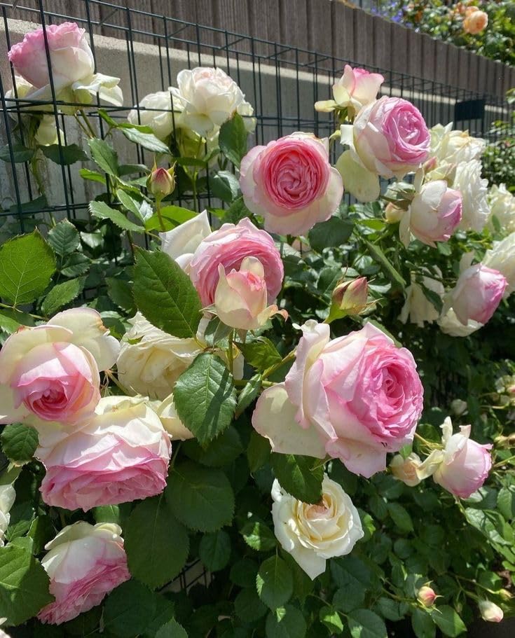 Climbing Rose Pinkish White