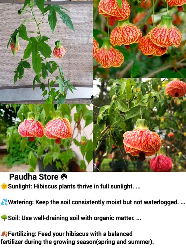 Lantern Hibiscus Plant - Abutilon Pictum