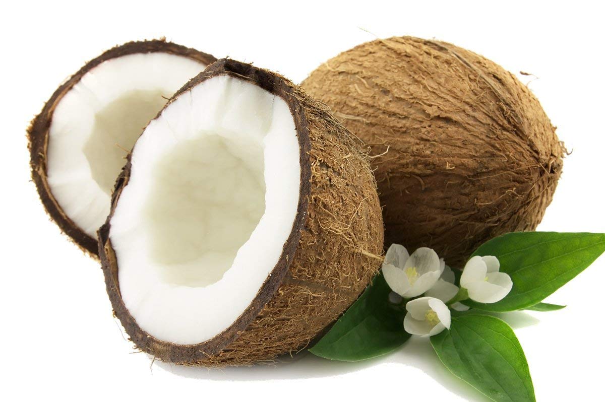Dwarf Green Yellow Hybrid Coconut Plant