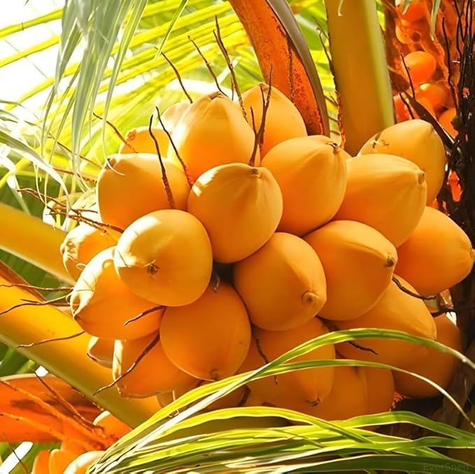 Yellow Malayan Dwarf Coconut Live Plant | Hybrid Tropical Coconut Tree | Fast Growing Home Garden Fruit Plant