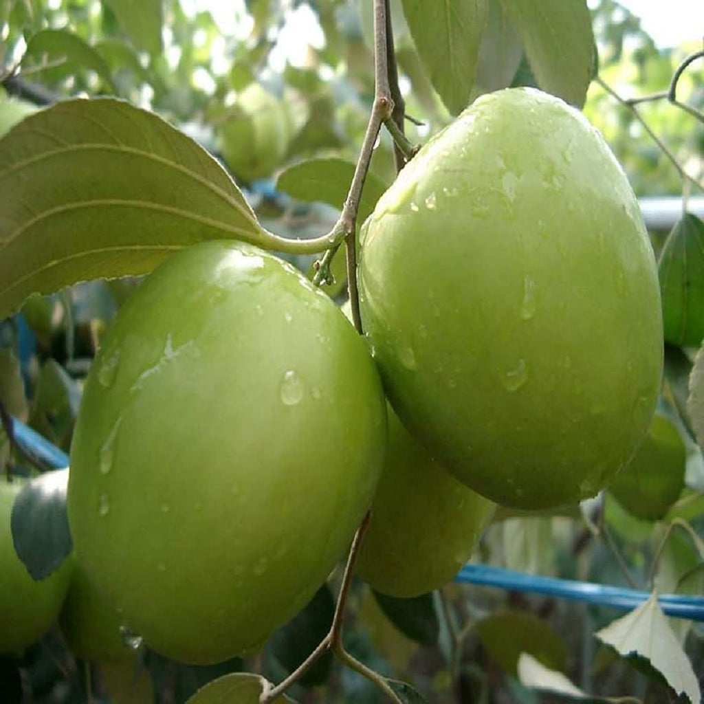 Green Baromasi Apple Ber (Dunks Kul) Grafted Plant