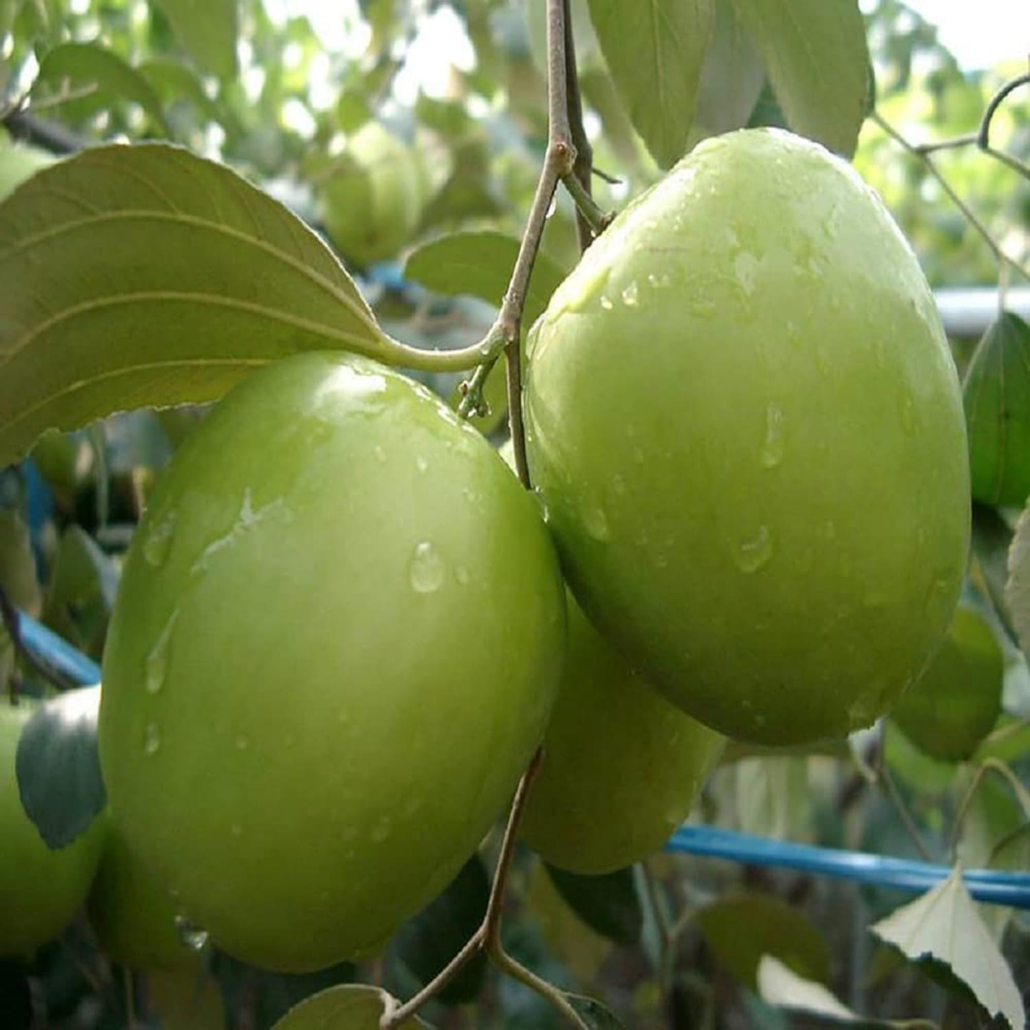 Green Baromasi Apple Ber (Dunks Kul) Grafted Plant