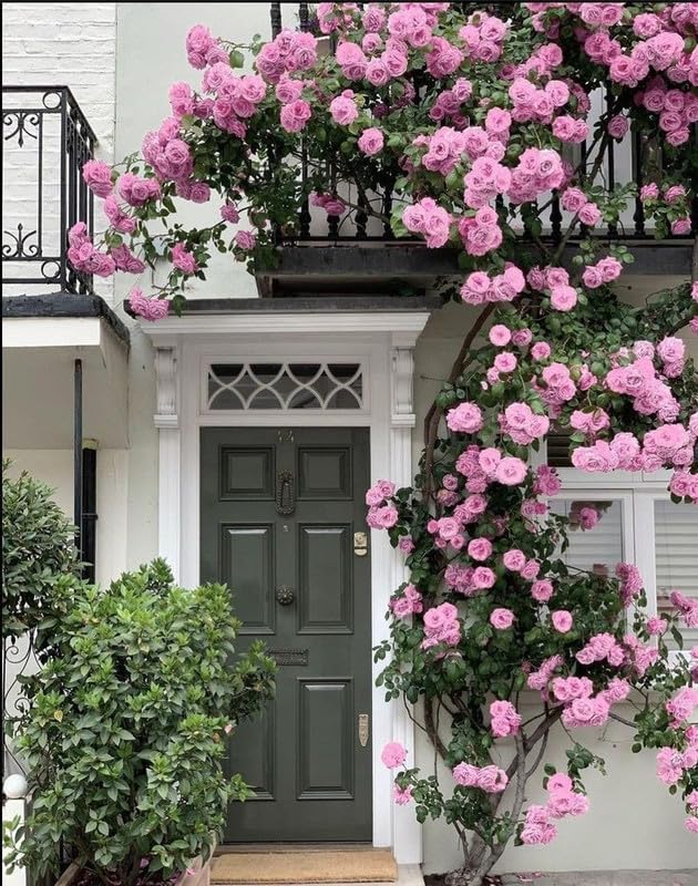 Climbing Rose Pure Pink