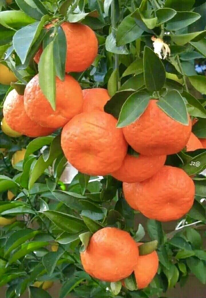 Nagpur Mandarin Orange Grafted Live Plant