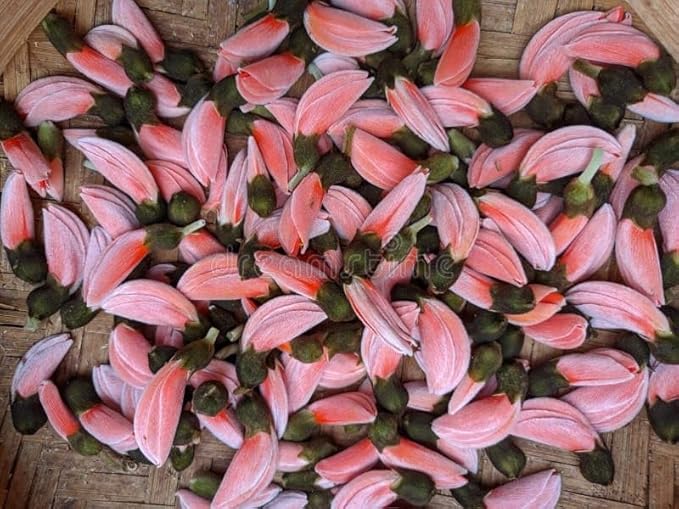 Dwarf Pink Palash Flowering Tree Plant, Butea Monosperma Ornamental Live Plant, 40 cm Height, Outdoor Garden Plant