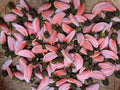 Dwarf Pink Palash Flowering Tree Plant, Butea Monosperma Ornamental Live Plant, 40 cm Height, Outdoor Garden Plant