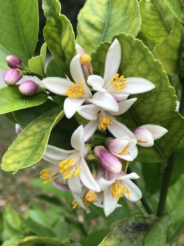 Gandharaj Lemon Air Layered Plant