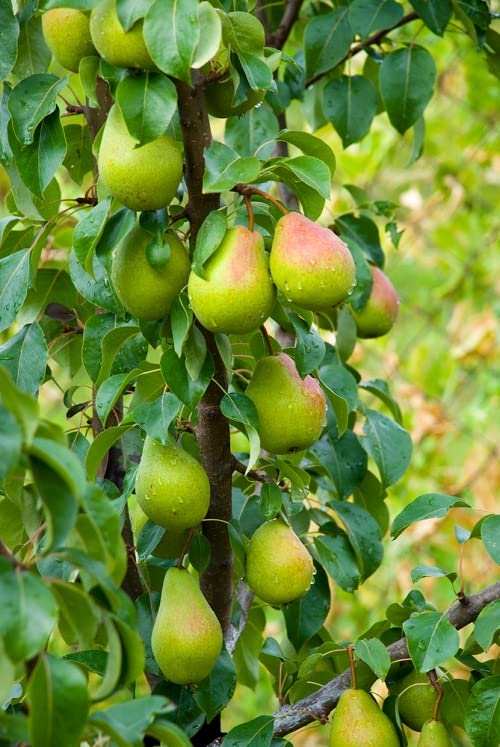 Long Nashpati (Pear) Grafted
