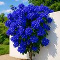 Bougainvillea Blue Flower Plant