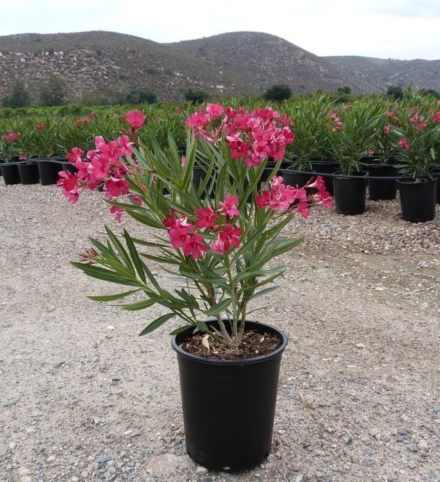 Oleander Red Flower Plant