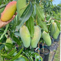 East Indian Mango Grafted Plant