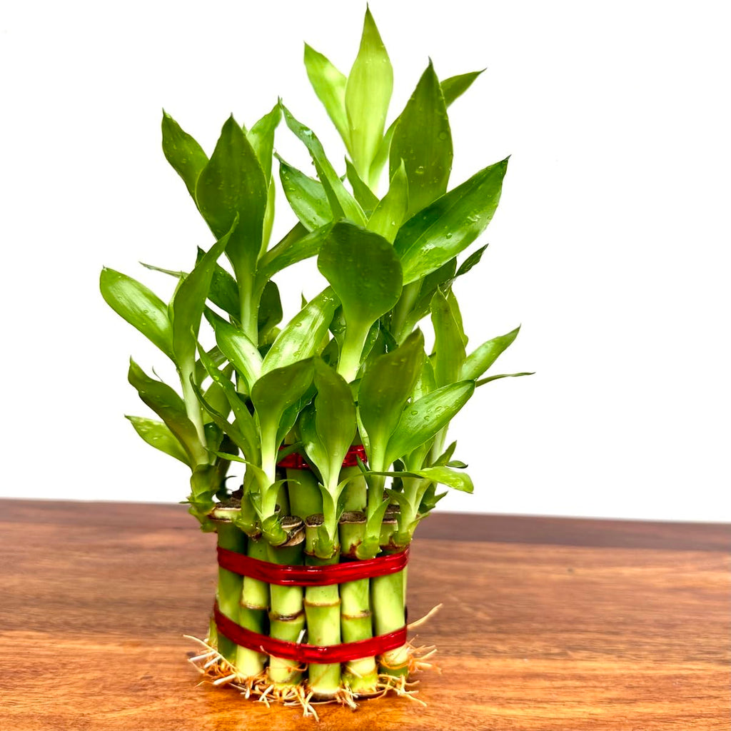 Lucky Bamboo 2 Layer Indoor Plant with Decorative Stones | Feng Shui Table Top Plant