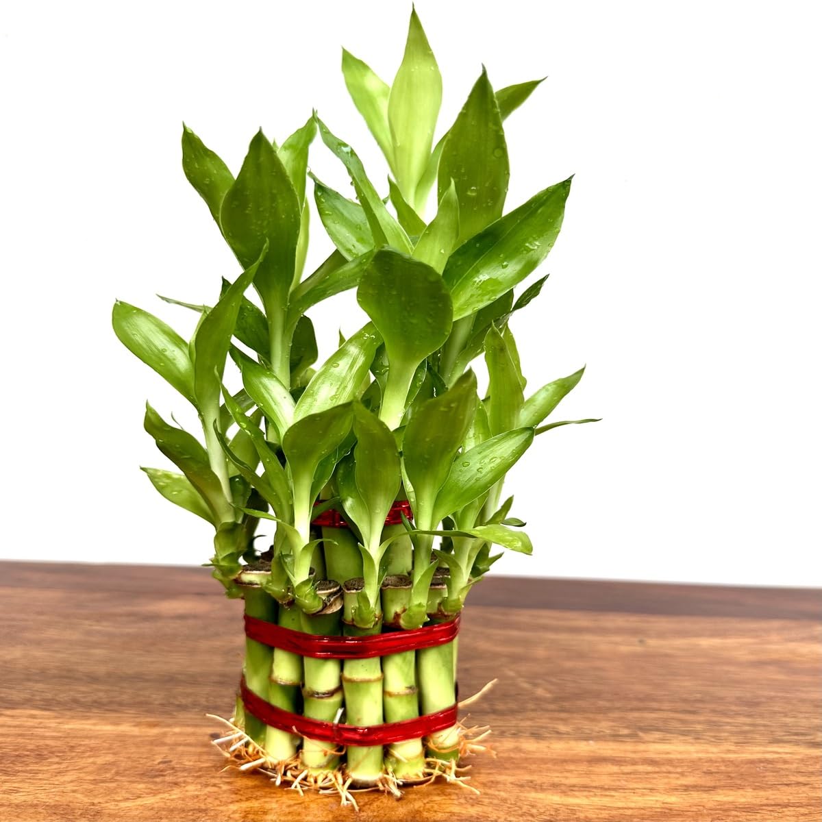 Lucky Bamboo 2 Layer Indoor Plant with Decorative Stones | Feng Shui Table Top Plant