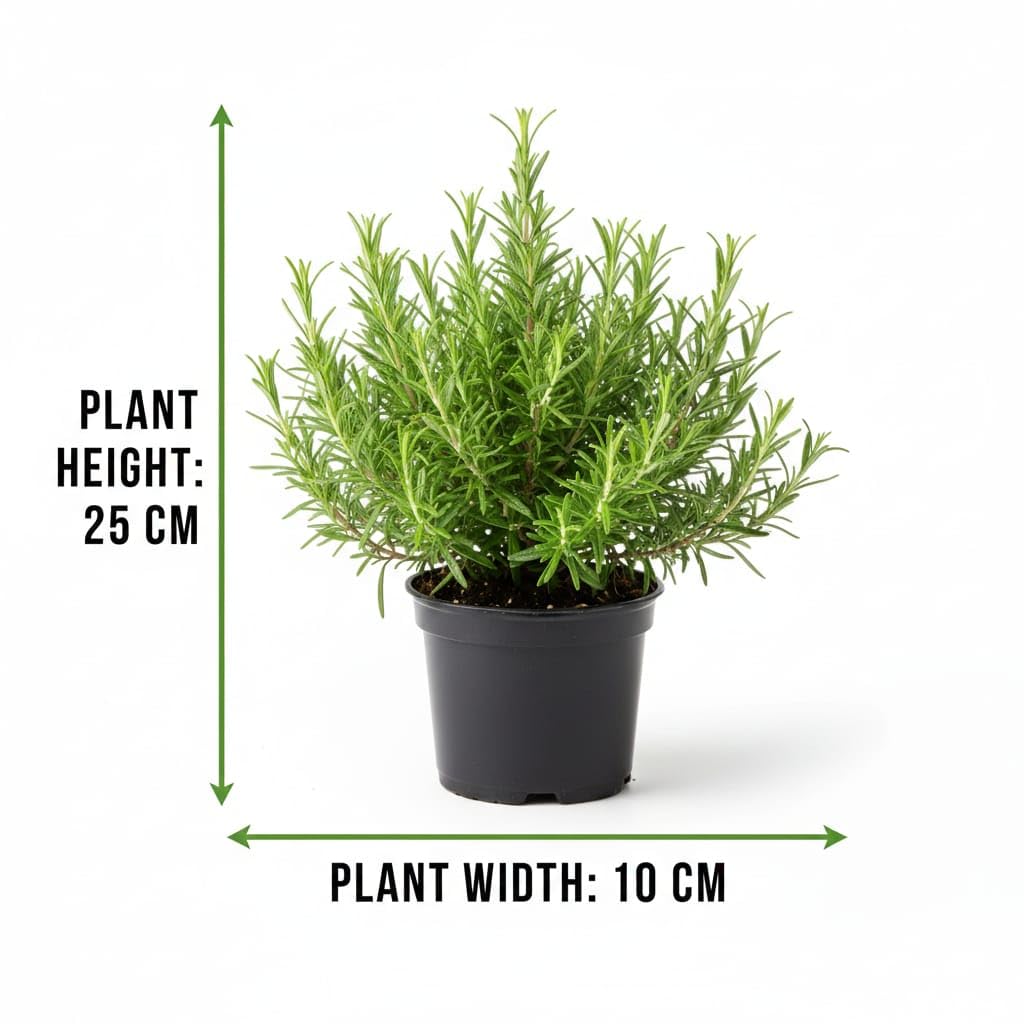 Rosemary Herbal Live Plant (Potted)