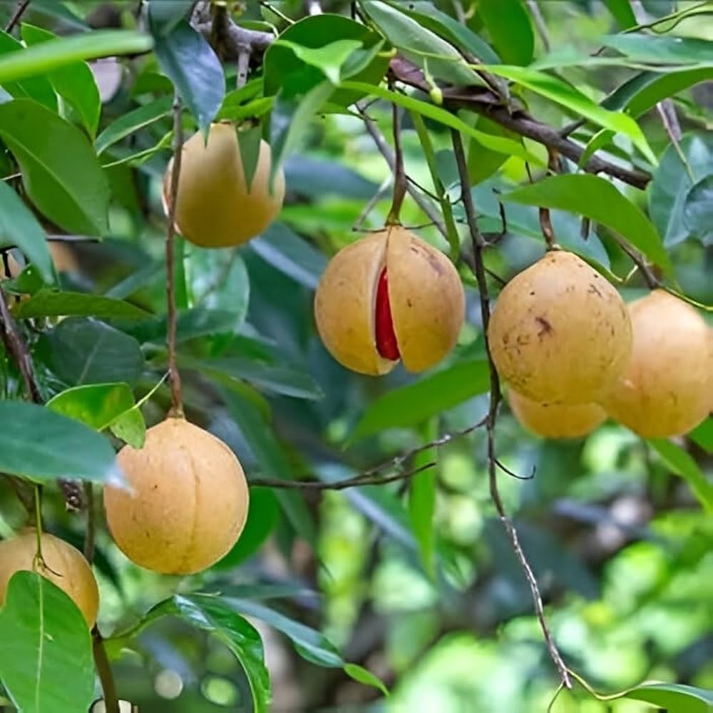 Nutmeg (Jaifal) Plant