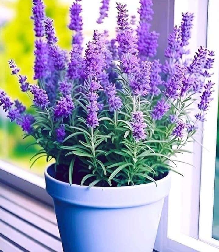 Live Purple Lavender Plant | Fragrant All-Season Flowering Indoor Outdoor Plant