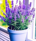 Live Purple Lavender Plant | Fragrant All-Season Flowering Indoor Outdoor Plant
