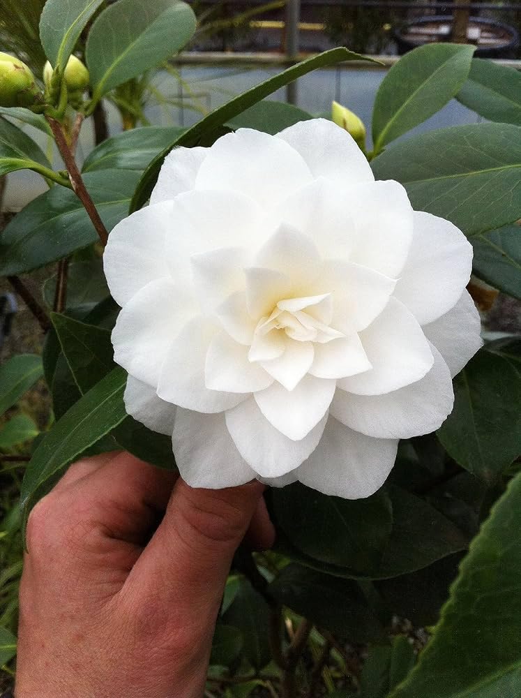 PlantExotic White Camellia (Camellia Japonica) Live Plant