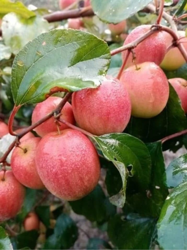 Red Kashmiri Sinduri Apple (Jujube) Grafted Plant