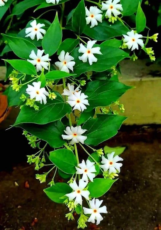 Parijat Night Queen Jasmine Plant (All Time Variety)